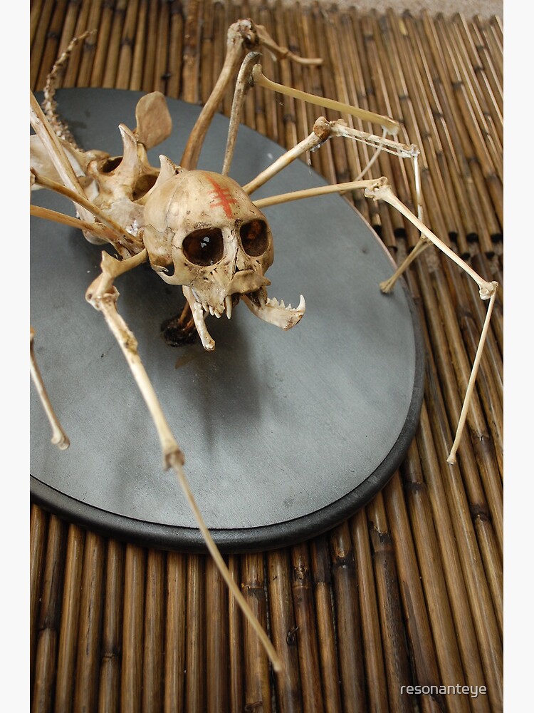 spider monkey taxidermy photograph by resonanteye