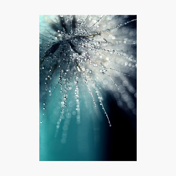 Morning sonata Photographic Print