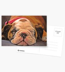 Sleeping puppy Postcards