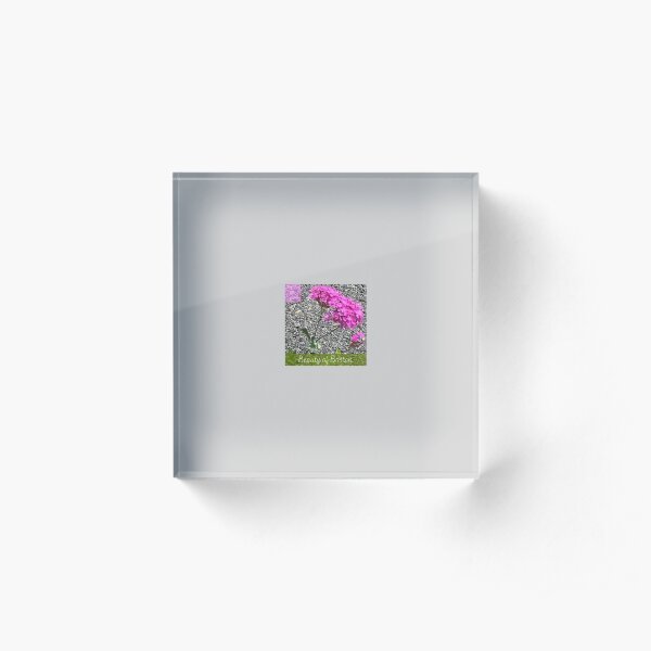 The Sticky Catchfly Acrylic Block