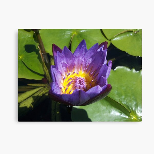 Mystic purple lotus flower Canvas Print