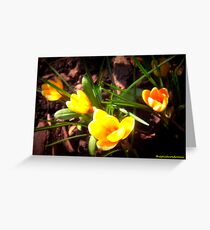 Crocus Greeting Card