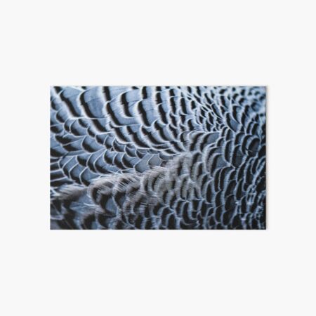 Feathers Art Board Print