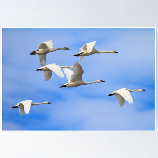 Item preview, Tundra Swans: February Rest Stop designed and sold by johnrw21.
