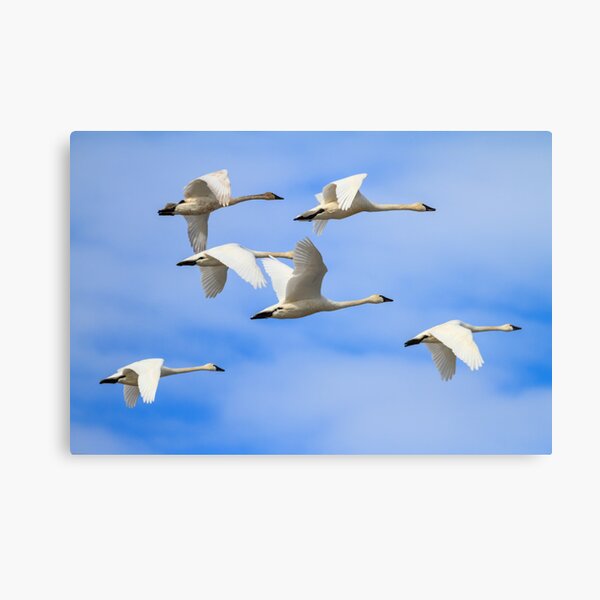 Item preview, Tundra Swans: February Rest Stop designed and sold by johnrw21.