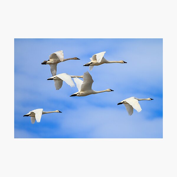 Item preview, Tundra Swans: February Rest Stop designed and sold by johnrw21.