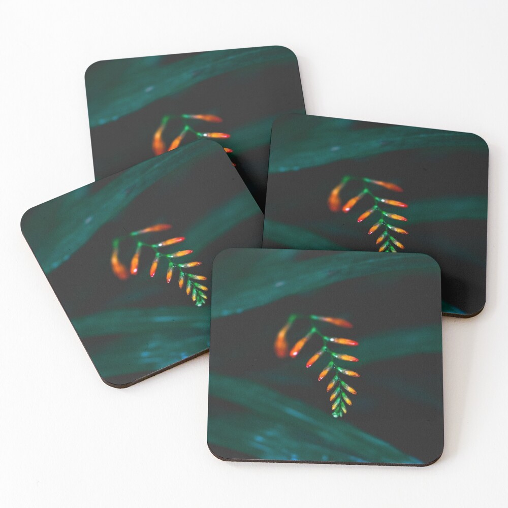 Orange Tips Coasters (Set of 4)