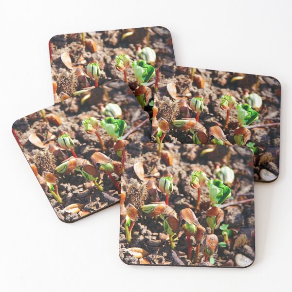 Item preview, Beech tree seedlings designed and sold by Treemonk.