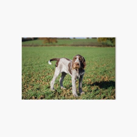 Brown Roan Italian Spinone Puppy Portrait Art Board Print