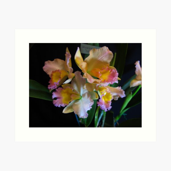 Item preview, Reflecting light designed and sold by MarianBendeth.
