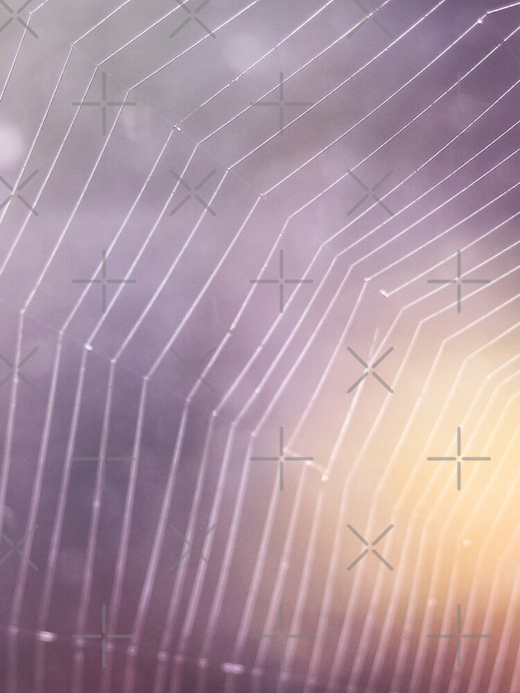 Spider Web by rosafayphotos