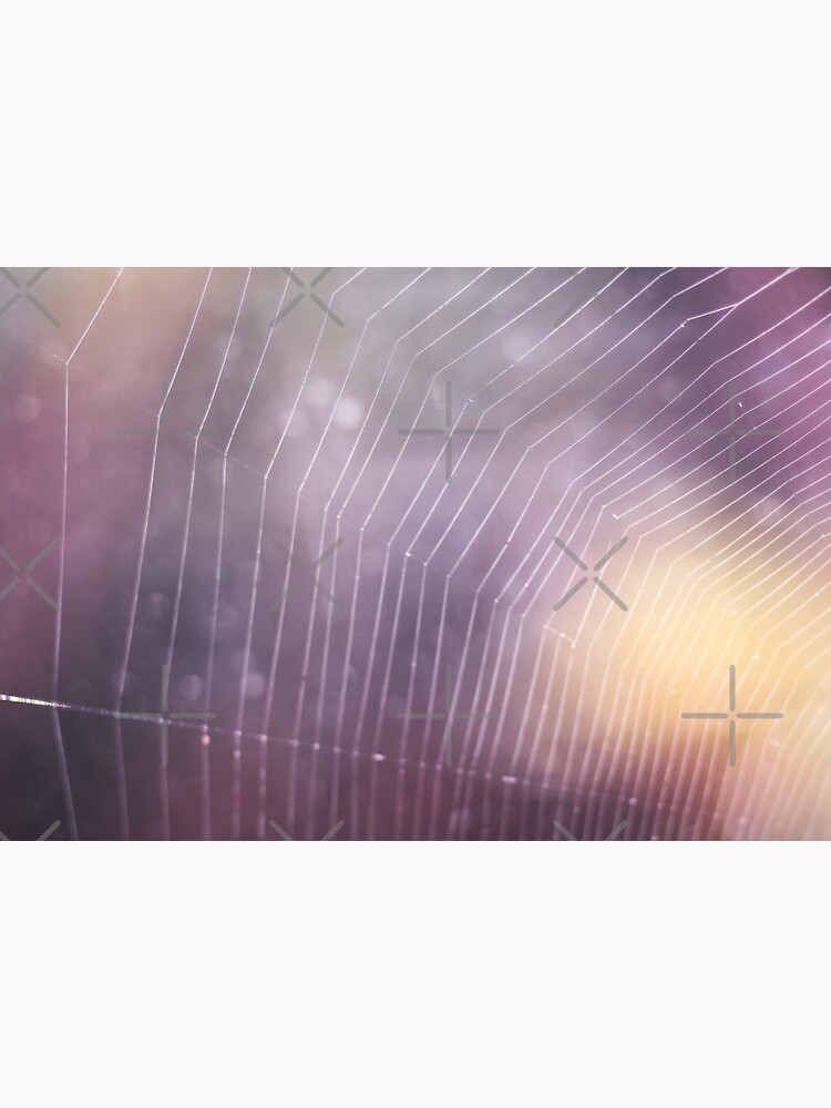 Spider Web by rosafayphotos