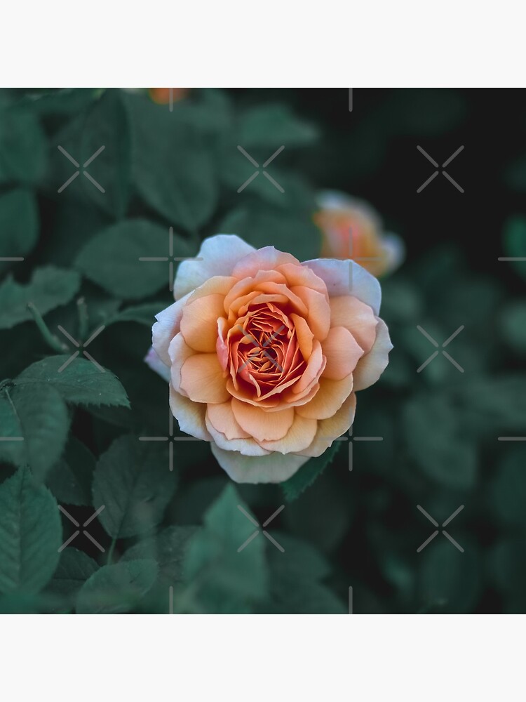 Orange Rose by rosafayphotos