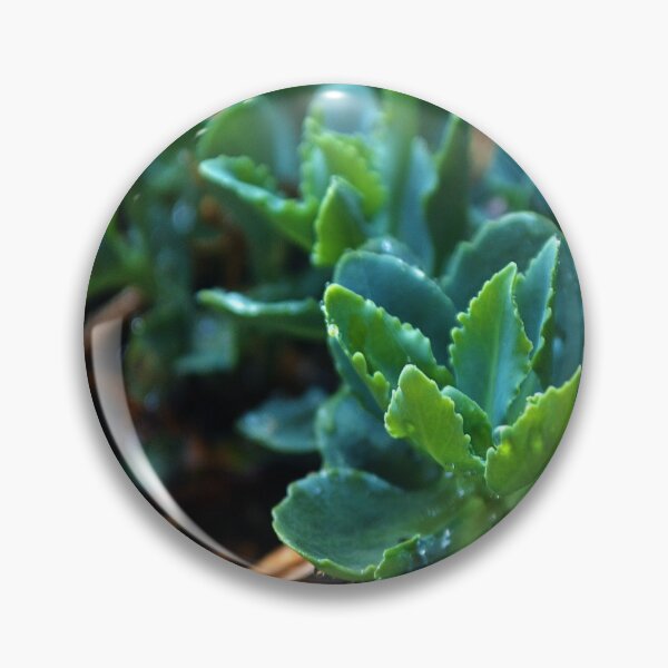 Item preview, Succulents designed and sold by Danielle Hunter.