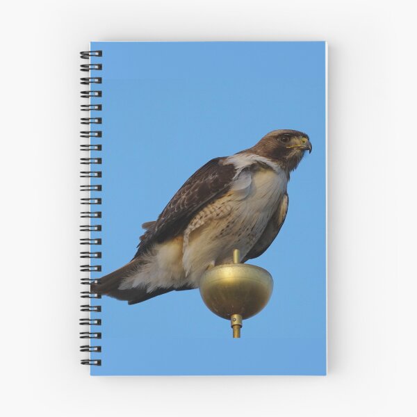 Item preview, A Large Red Tailed Hawk designed and sold by MomentofPercep.