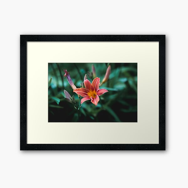 Orange lilly Framed Art Print