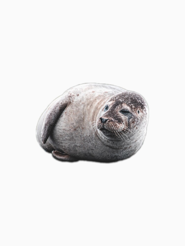 a chonky seal