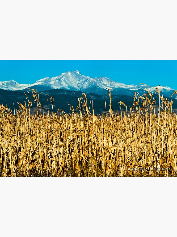 Winter Corn Fields and Longs Peak by nikongreg
