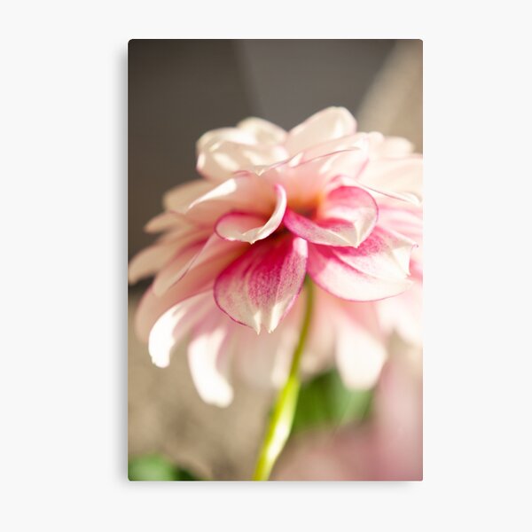 Dahlia Metal Print