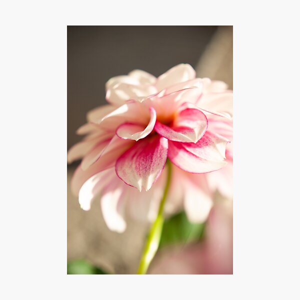 Dahlia Photographic Print