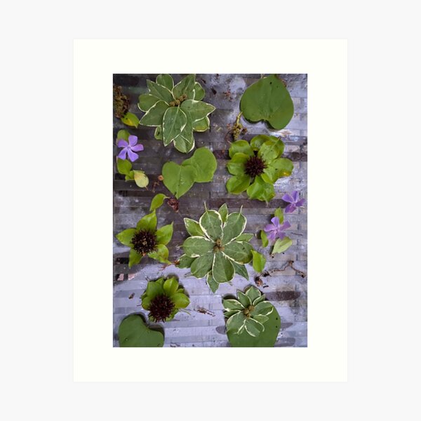 Natural Assemblage Art Print