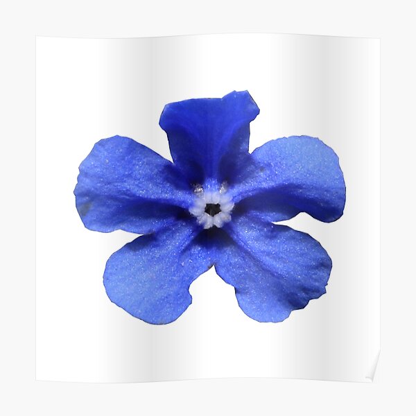 Alkanet Poster