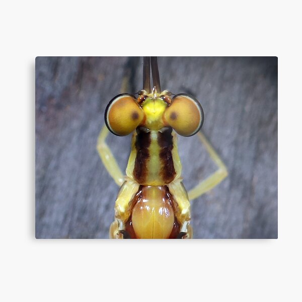 Mayfly's Top Eyes Metal Print
