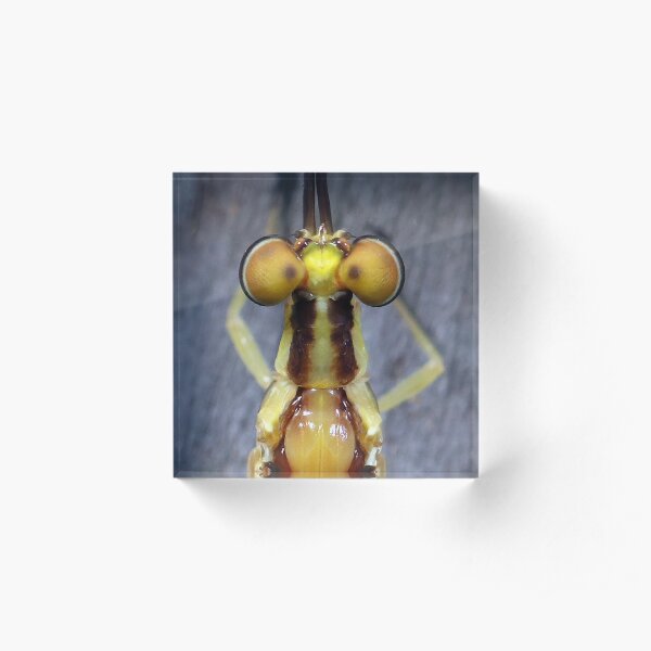 Mayfly's Top Eyes Acrylic Block