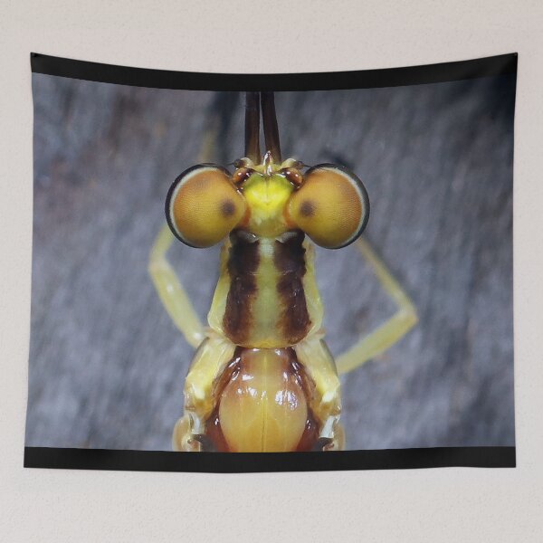 Item preview, Mayfly's Top Eyes designed and sold by mark-bugs-org.