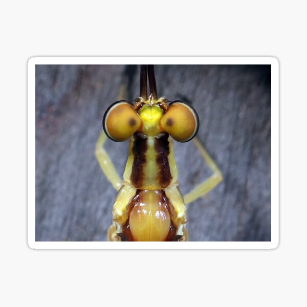Mayfly's Top Eyes Sticker