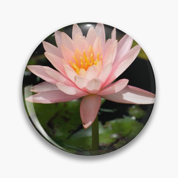 Item preview, Water Lily designed and sold by photoduque.