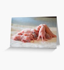 Neugeborene Ratten Grußkarte