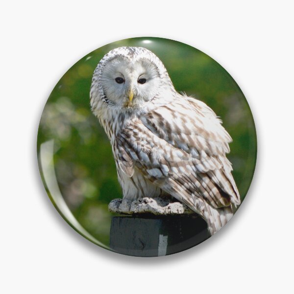 Item preview, Barred Owl designed and sold by Nature's Reflections.