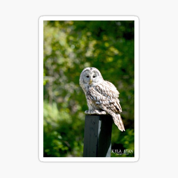 Barred Owl Sticker