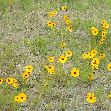 Artwork thumbnail, Beginning Spring In the Coreopsis Field by Navigator