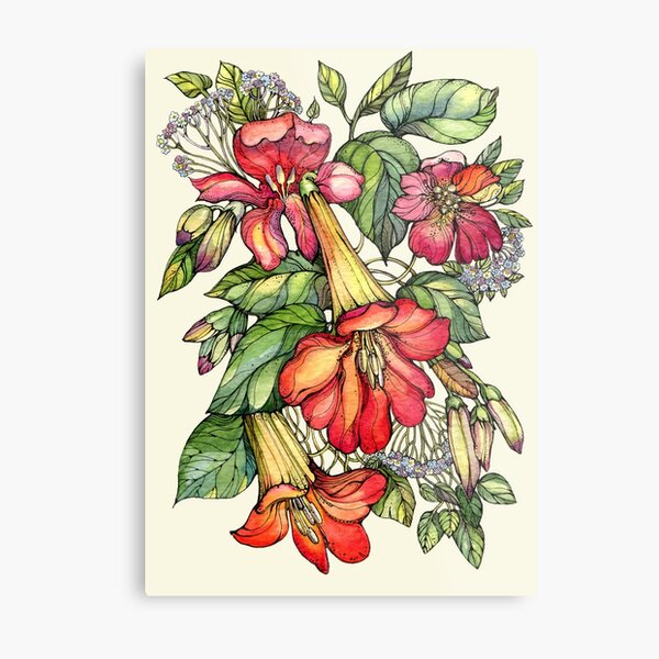 Red Trumpet Vine flowers. Metal Print