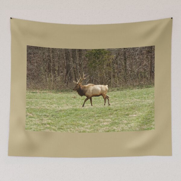 Item preview, Boxley Valley Elk, Ponca, Arkansas designed and sold by DonCondley.