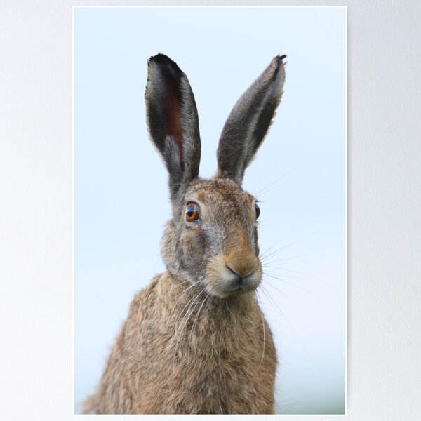 Brown Hare Poster