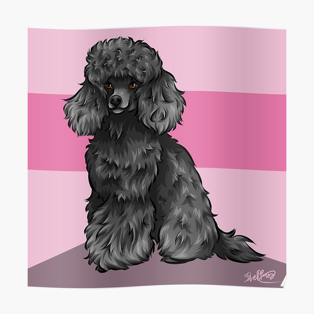 pink toy poodle