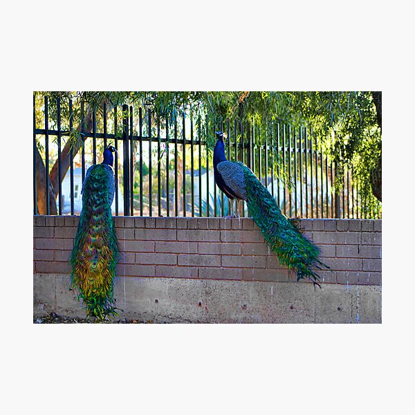 PEACOCKS. Photographic Print