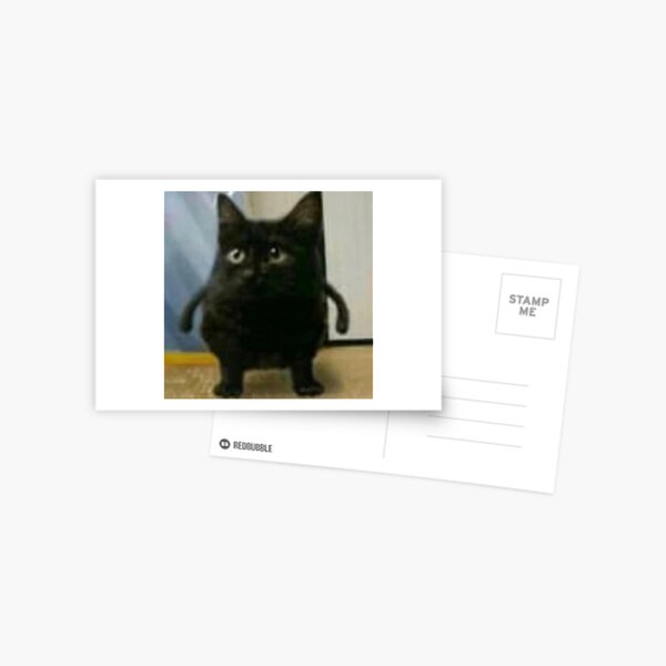 Cute cat with flower crown / Dogs and cats / Postcards / Postallove -  postcards made with love