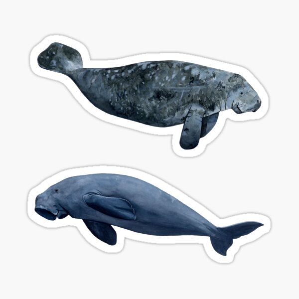 Item preview, MANATEE & DUGONG designed and sold by BEATRIZ ABAITUA.