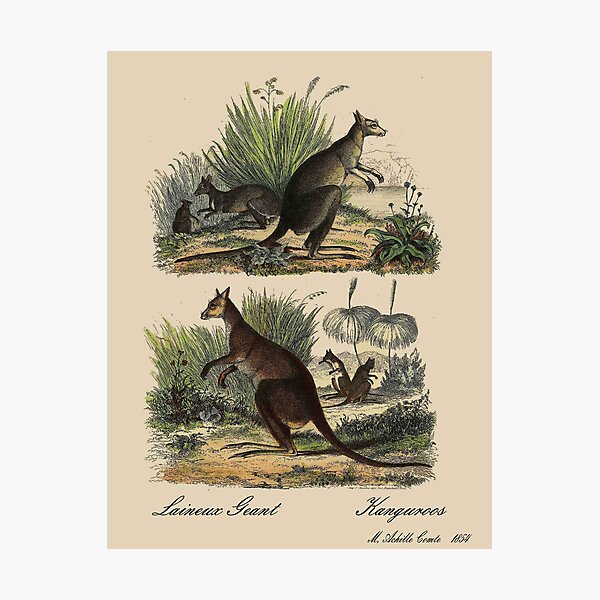 Item preview, KANGAROO : Vintage 1854 Comte Print designed and sold by posterbobs.