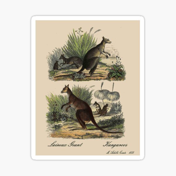 Item preview, KANGAROO : Vintage 1854 Comte Print designed and sold by posterbobs.