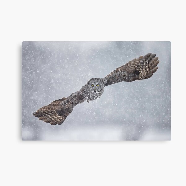 Flight of the Phantom 2 Canvas Print