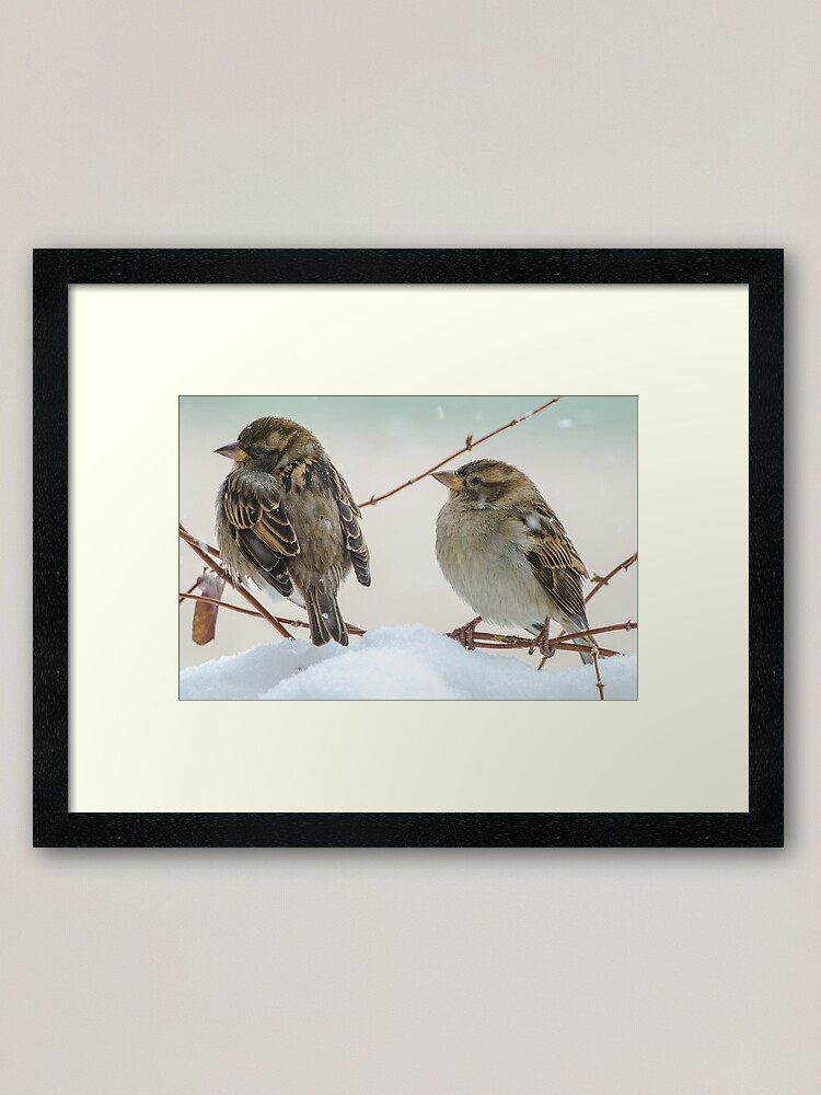 Alternate view of House Sparrows On A Winter Day Framed Art Print