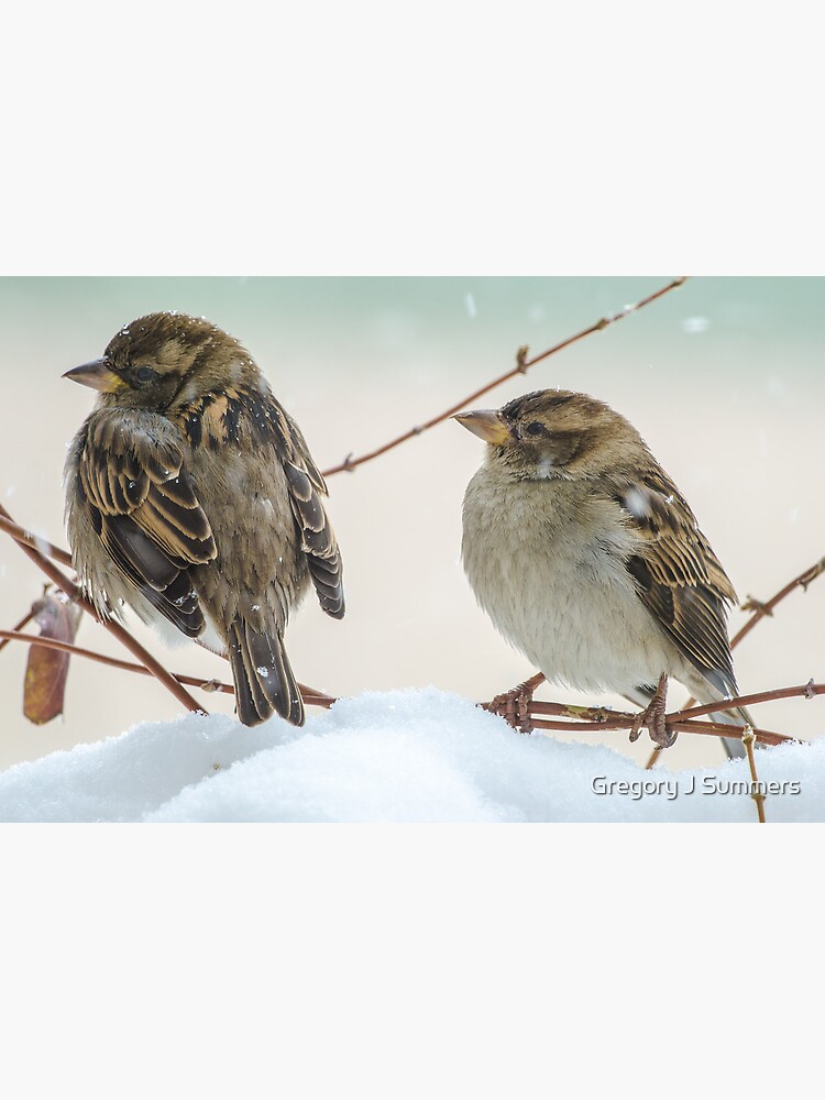 House Sparrows On A Winter Day by nikongreg