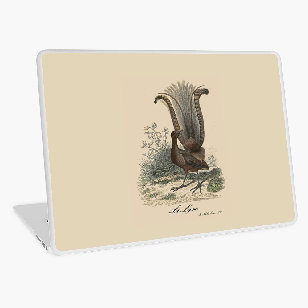 LYRE BIRD : Vintage 1854 Comte Print Pin for Sale by posterbobs