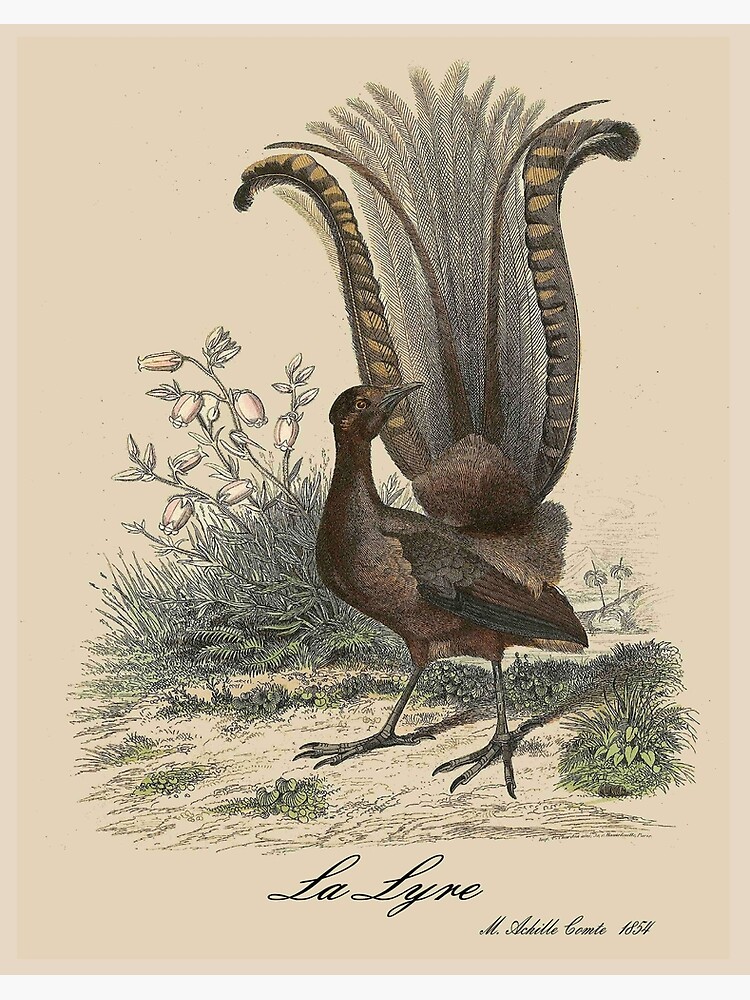 LYRE BIRD : Vintage 1854 Comte Print Art Board Print for Sale by  posterbobs