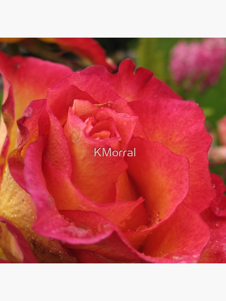 Catching the dew by KMorral